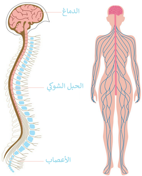 الجهاز العصبي